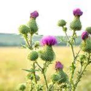 Natural Milk Thistle